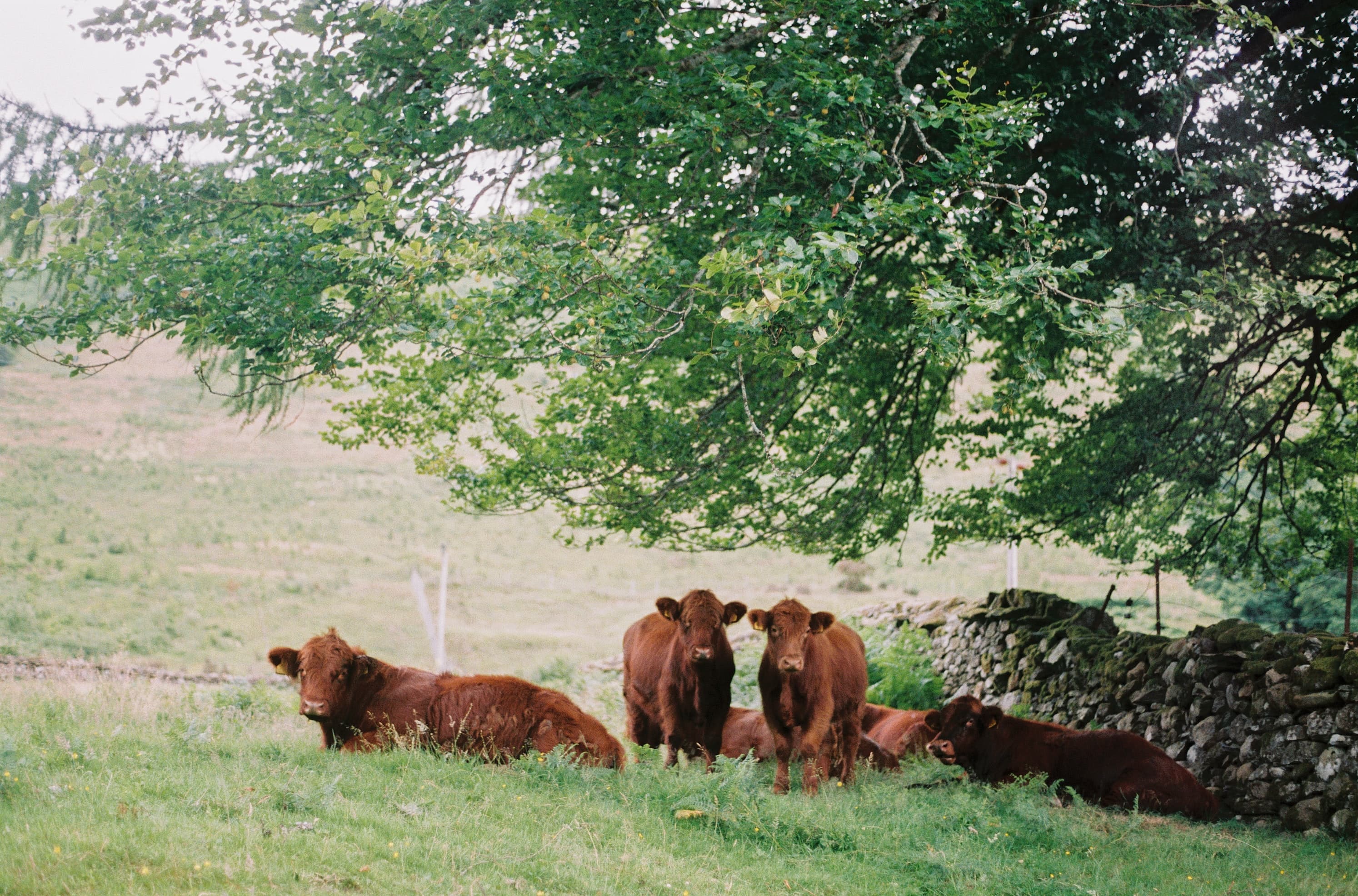 Troupeau de bœufs « Brune de l'Atlas » au pâturage en altitude, à Oulmès.